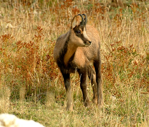 Camoscio d''Abruzzo Rupicapra pyrenaica ornata